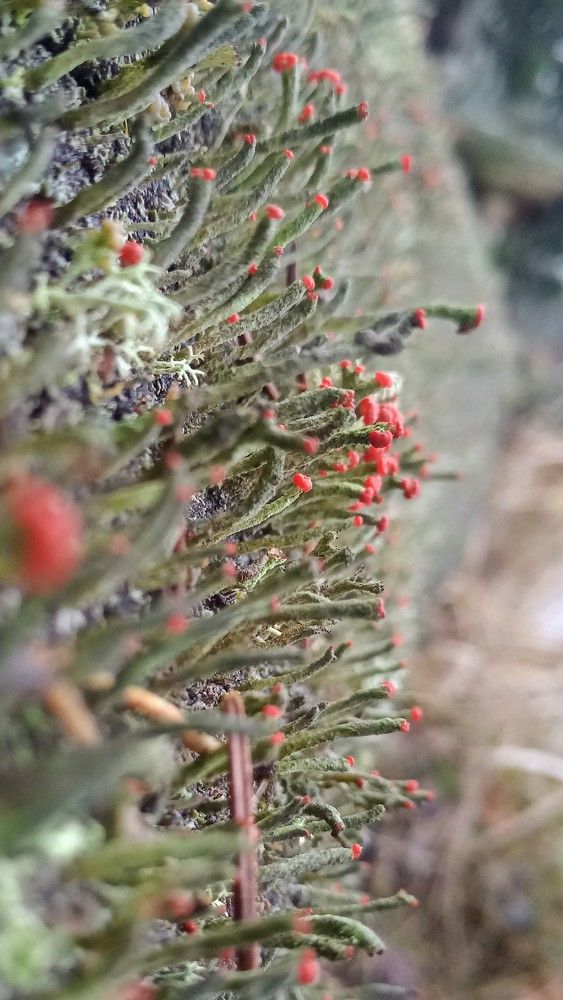 Photograph by Светлана Рухманова