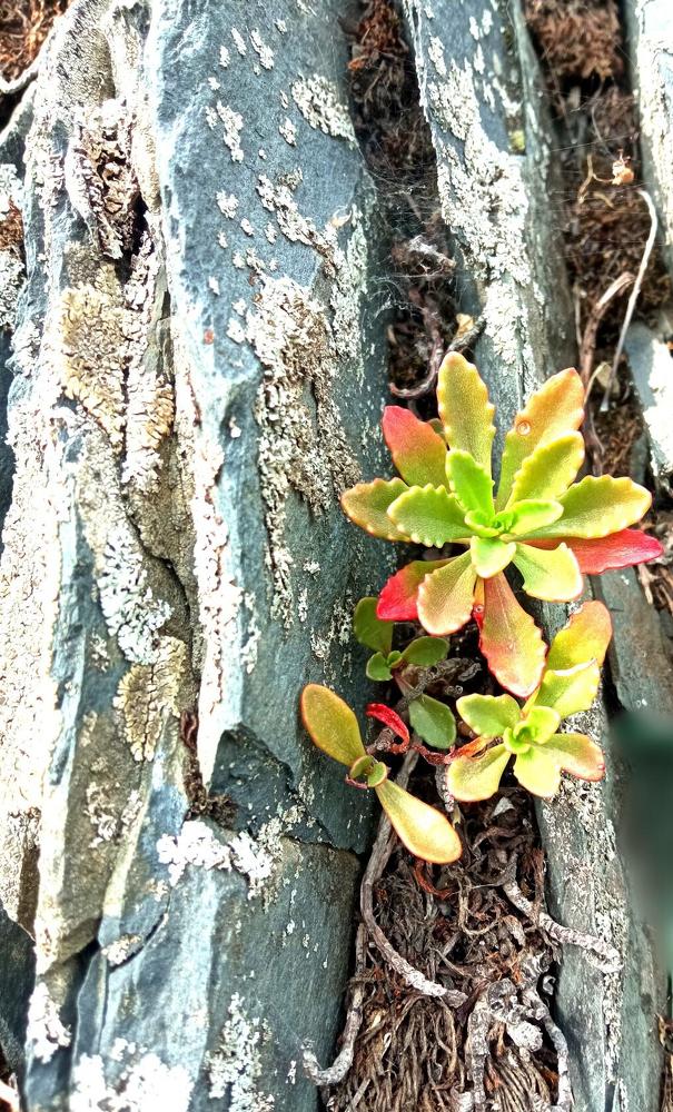 Осенняя "заячья капуста" на камнях