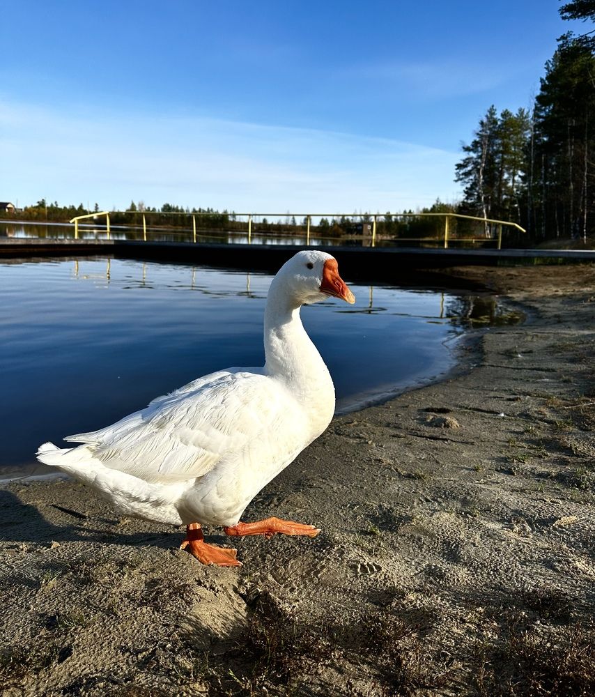 Фотография автора Яврова Татьяна