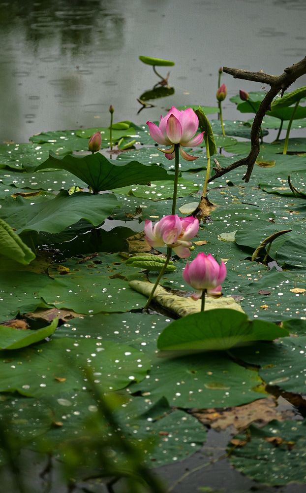 Собиратели бусин дождя