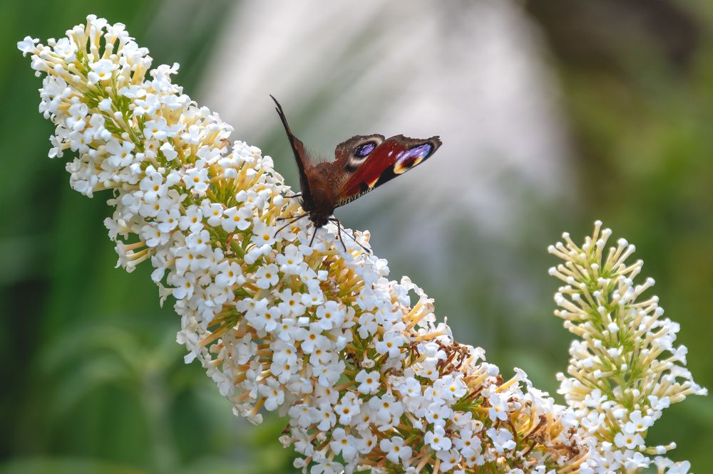 Photograph by Anton Leonchikov