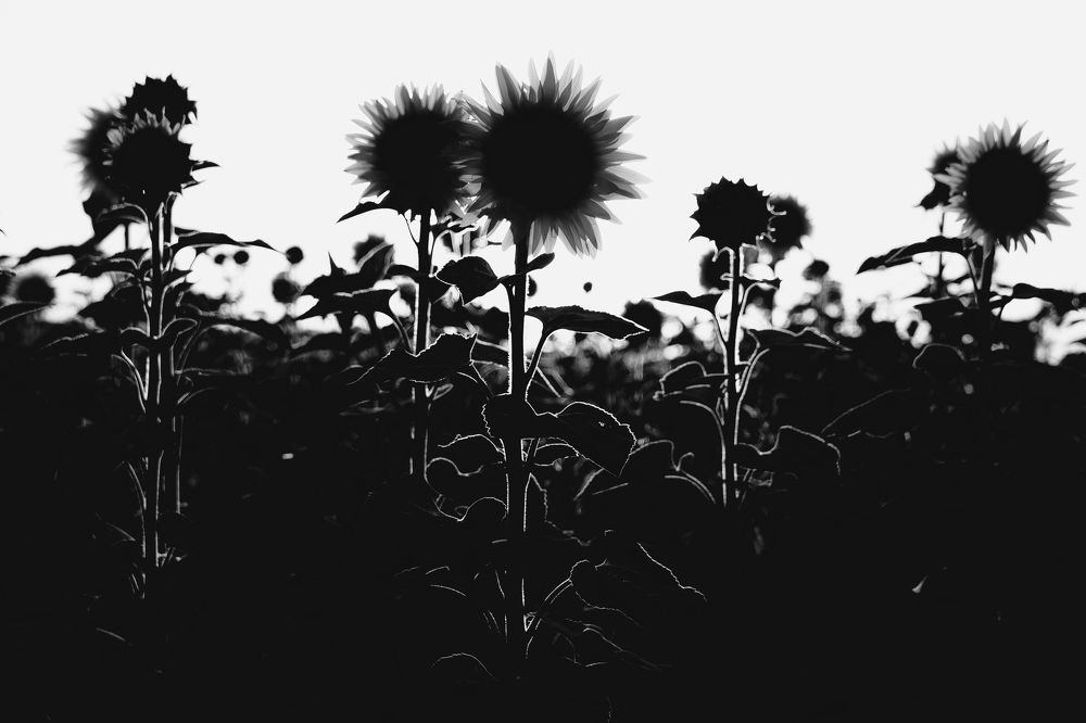 Photograph by Ирина Фатеева