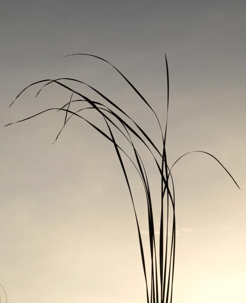 Photograph by Helen Seleznova