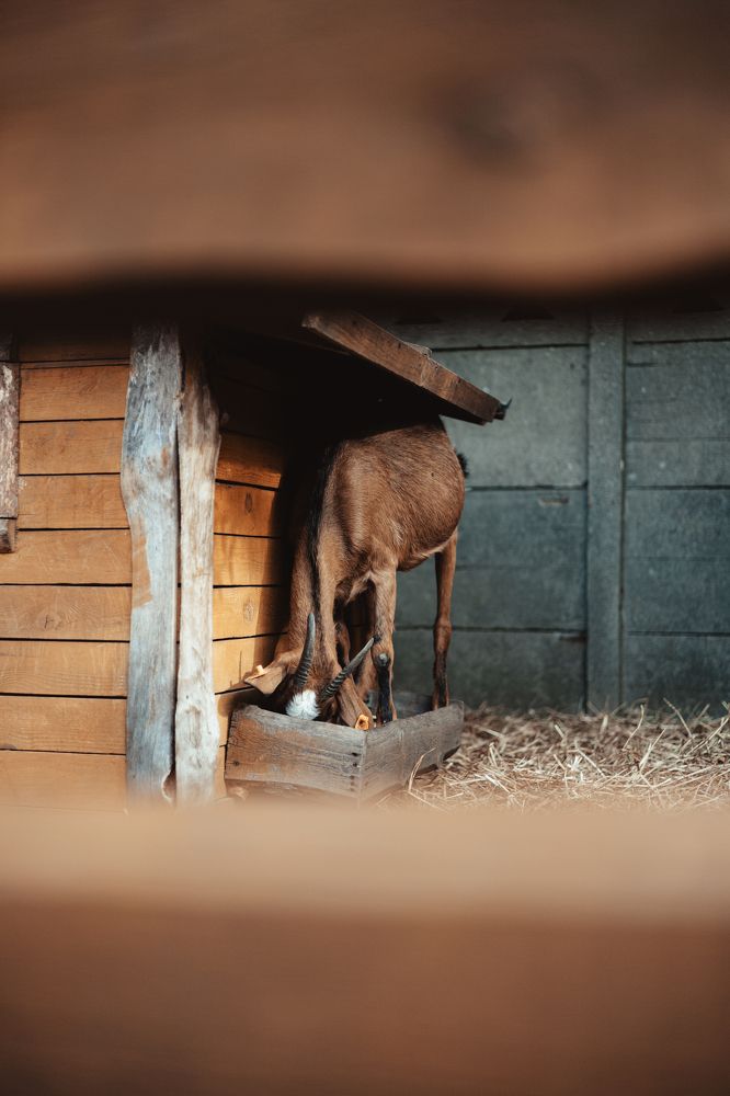 Goat House