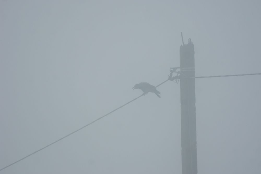 Photograph by Светлана Карнаух