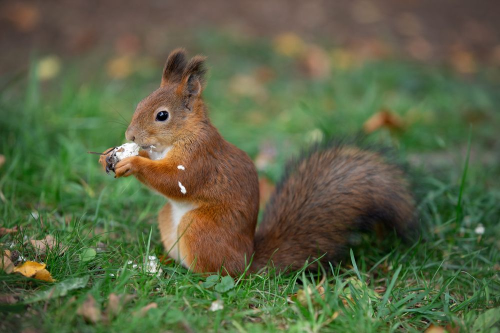 Photograph by Kovaleva Irina