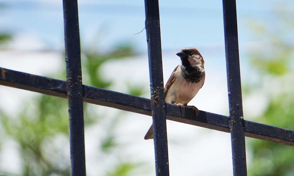 Photograph by Prabhu Viswanathan