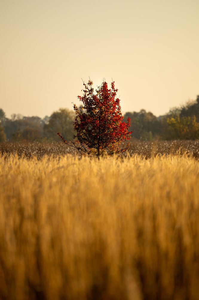 Photograph by Александр Купцов