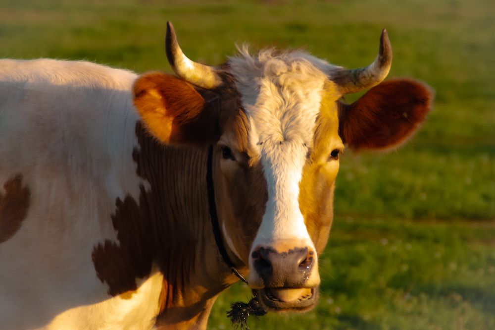 Photograph by INNA KHOMENKO