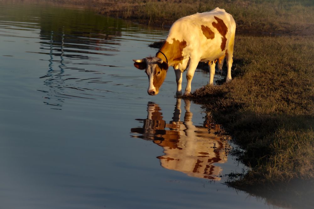 Photograph by INNA KHOMENKO