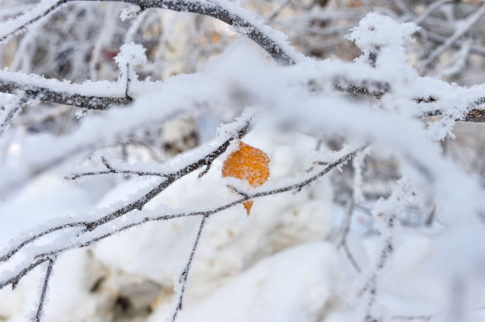 Photograph by Елена Куртеева