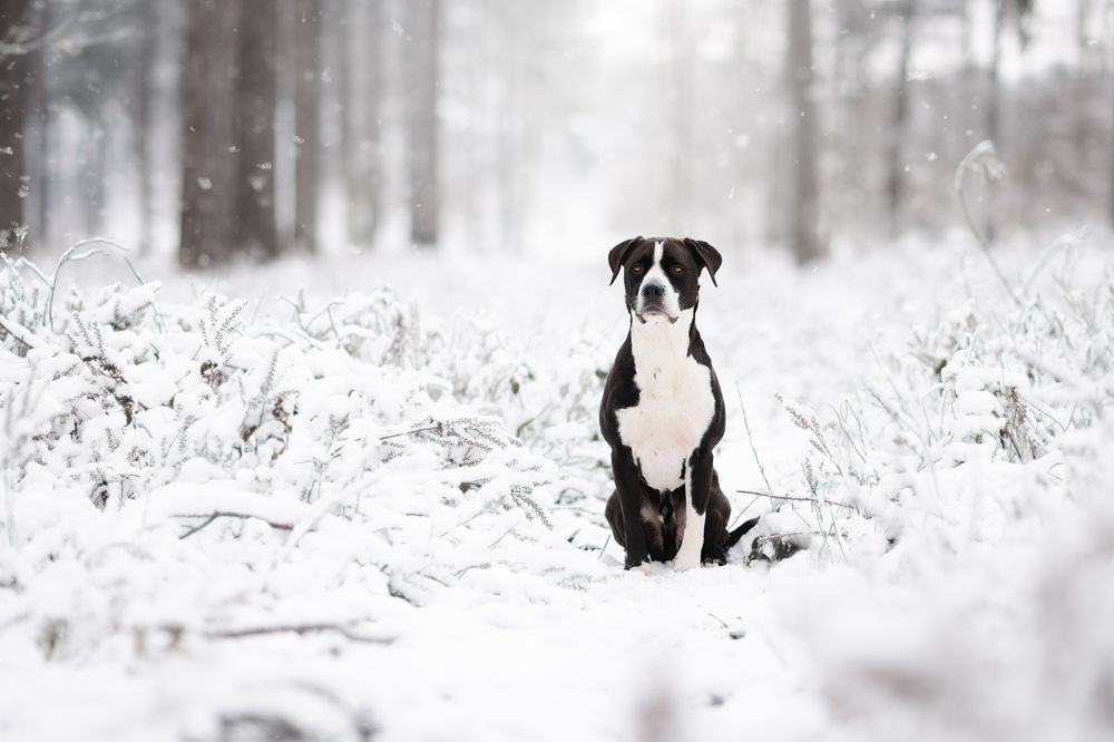 Фотография автора By Meert Eline