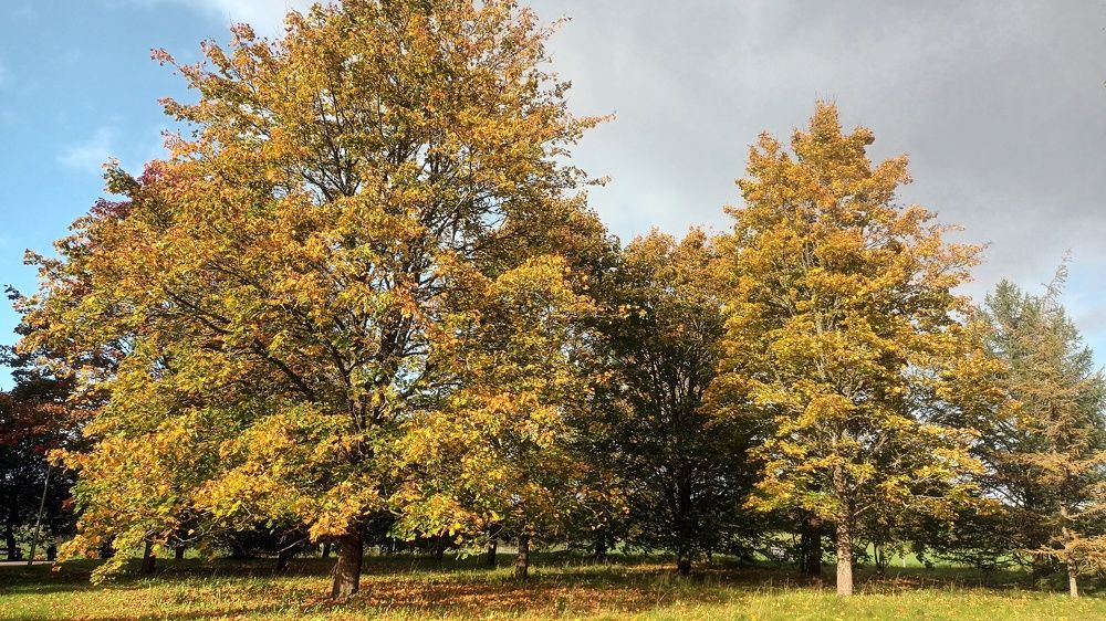 Осенний парк