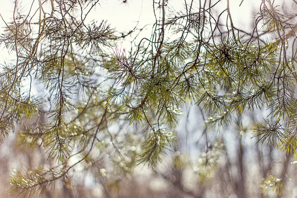 Photograph by Людмила Новосёлова