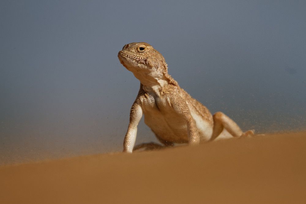 ушастая круглоголовка