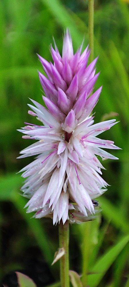 Photograph by Anup Ramesh Gharat