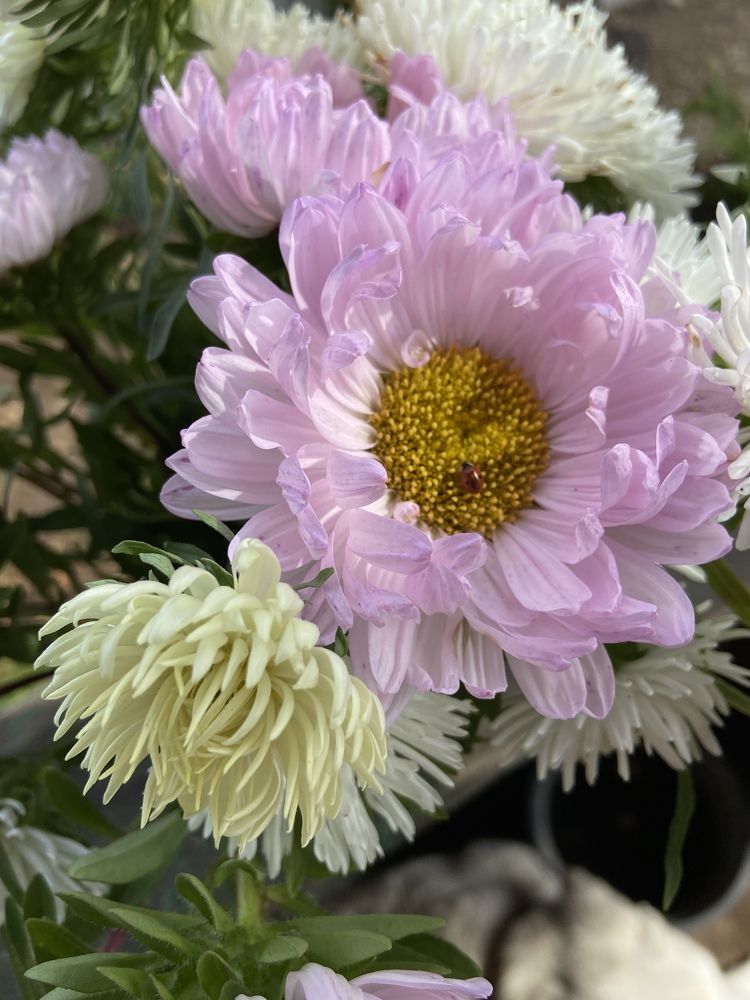 Photograph by Наталья Душакова