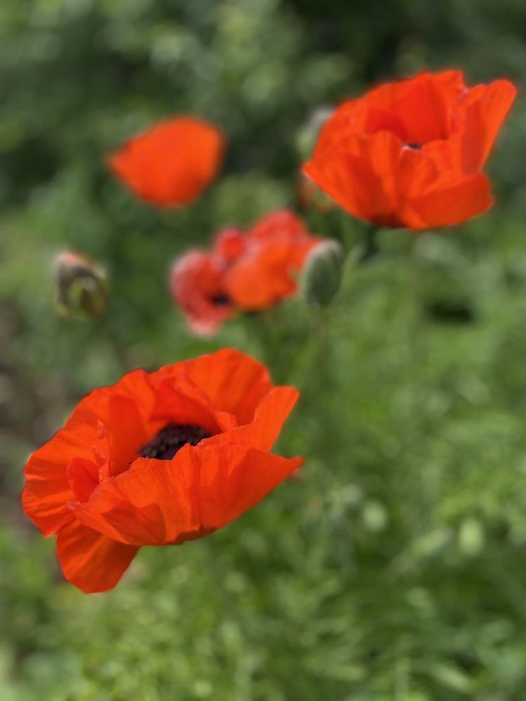 Photograph by Наталья Душакова