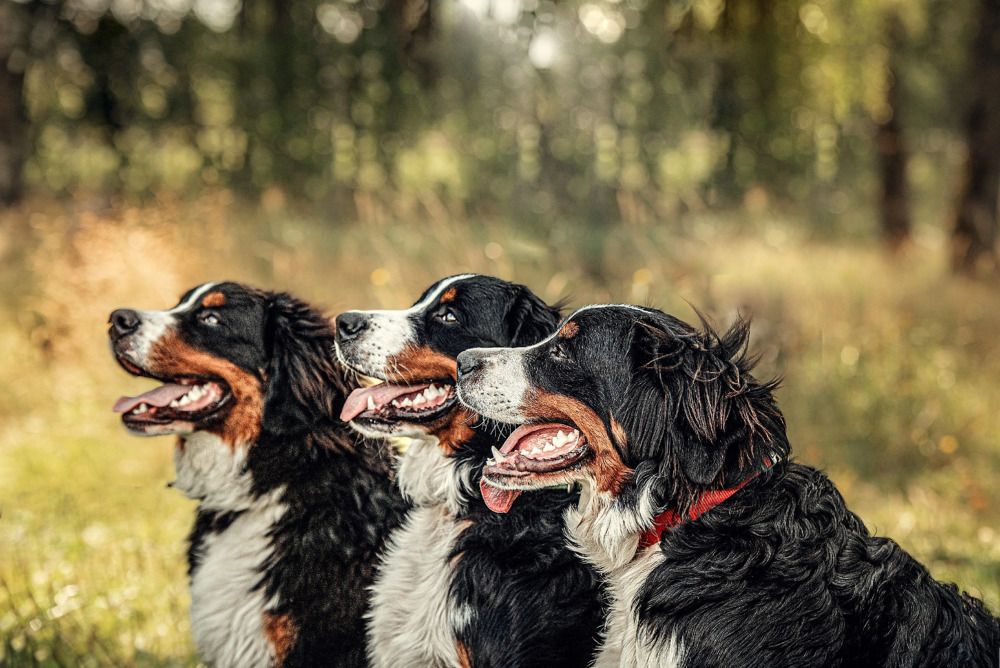 Photograph by Милана Бабченко