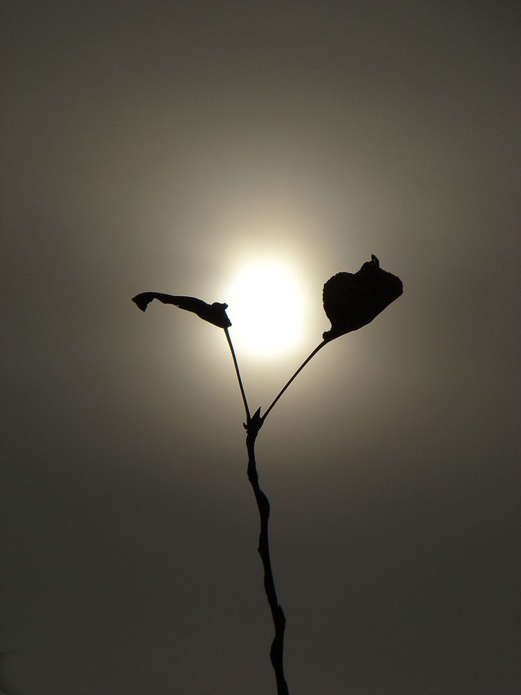 Холодное солнце