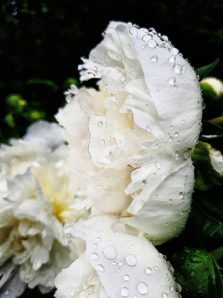 Фотография автора JELENA VASIC