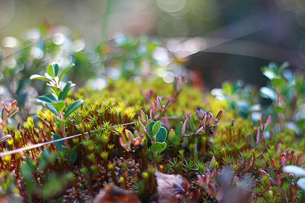 Photograph by Анастасия Северюхина