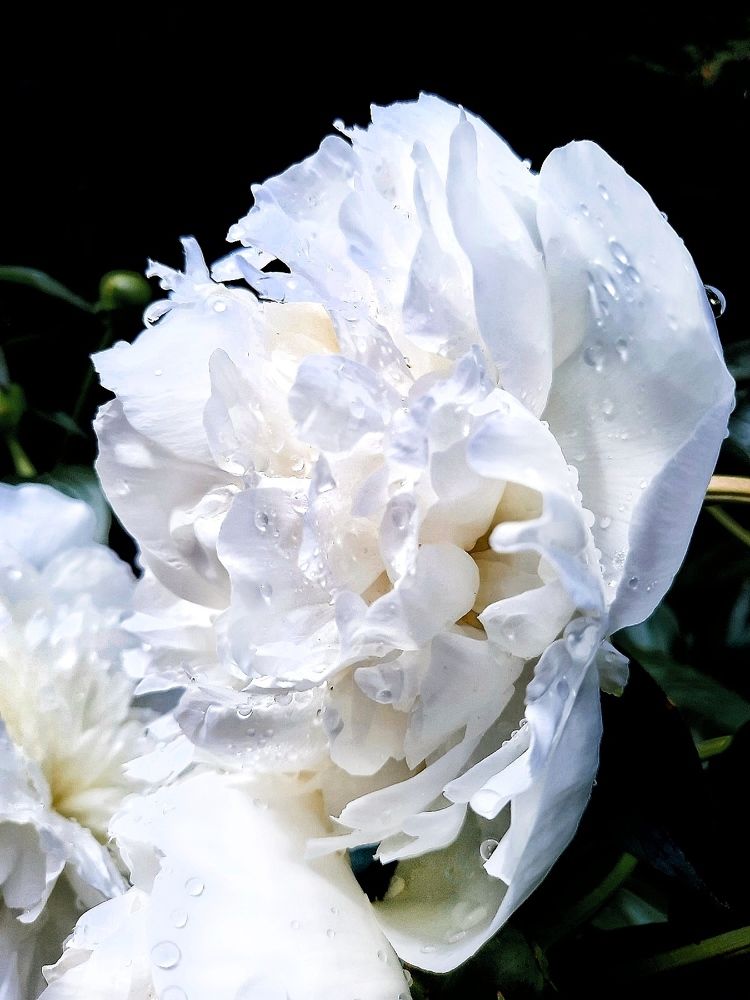 Фотография автора JELENA VASIC