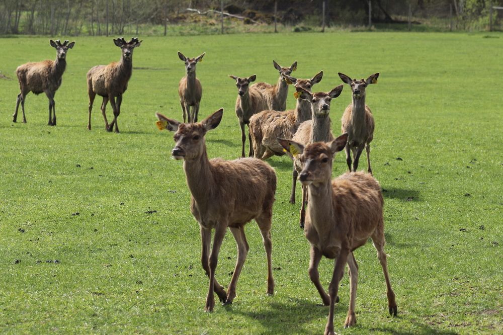 Фотография автора Edīte Ogorodnikova