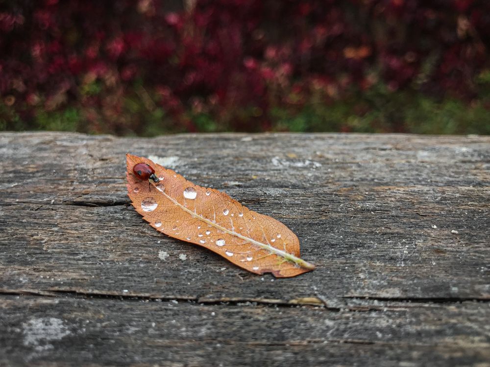 Photograph by Димитрий Осинцев