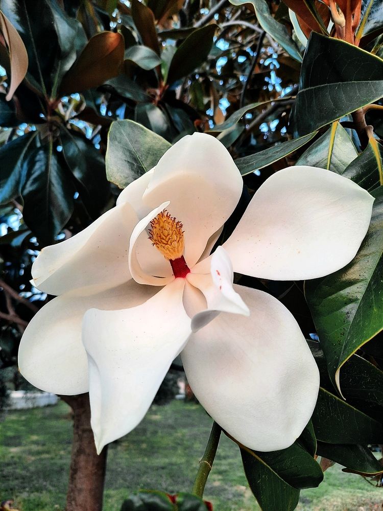 Фотография автора JELENA VASIC