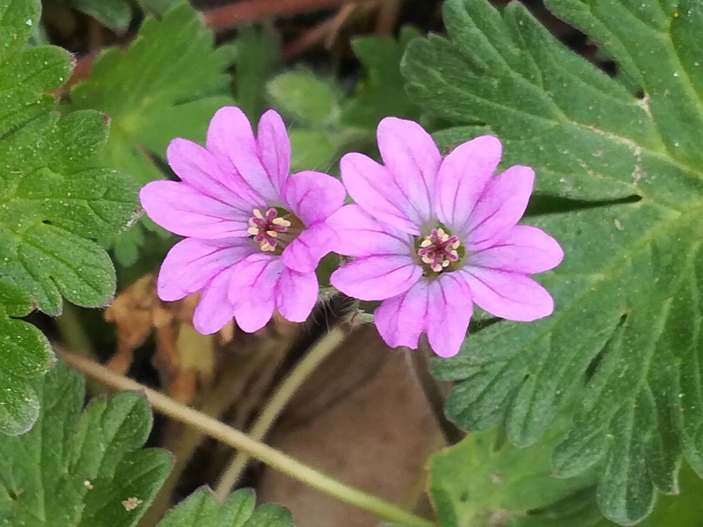 Photograph by Anila Ismailaj