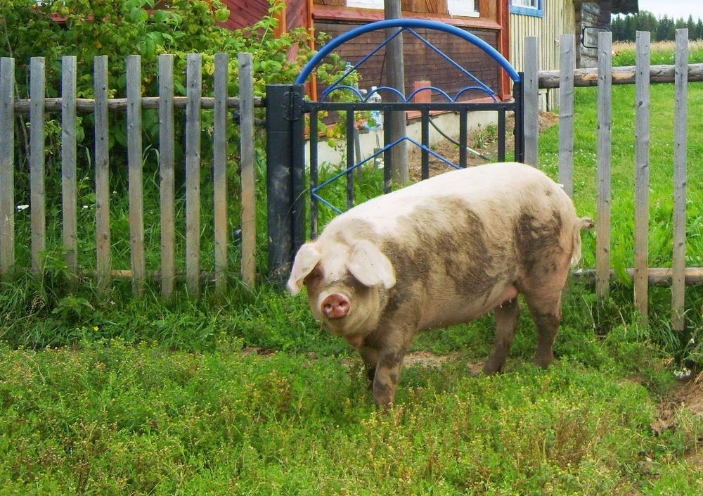 Photograph by Владимир Перминов