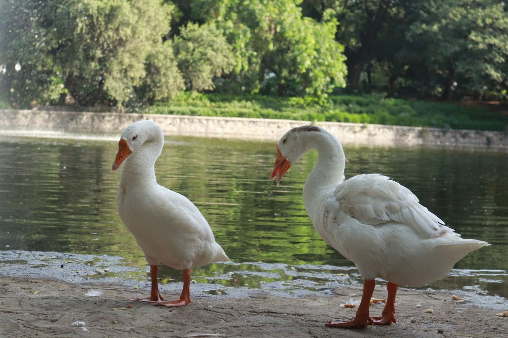 Фотография автора sachin gaurav