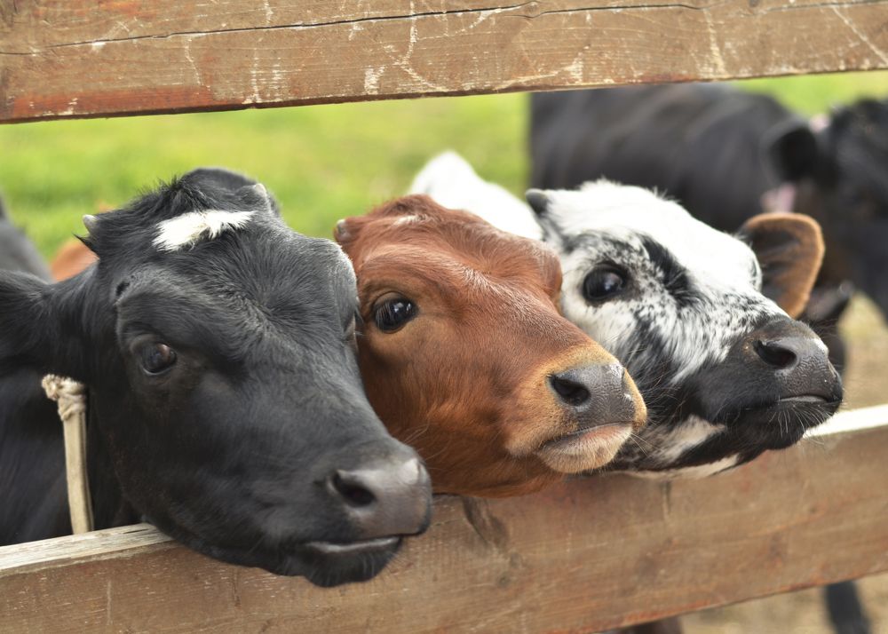 Photograph by Юлия Сидорова