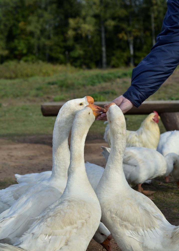 Photograph by Юлия Сидорова
