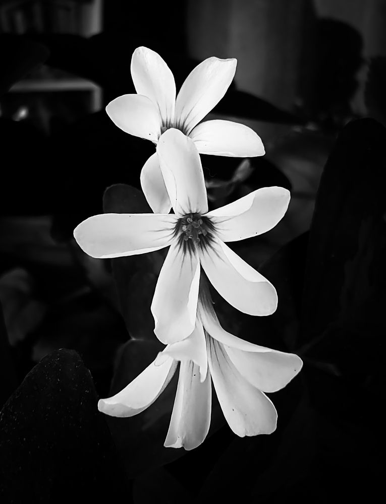 Photograph by José Luis Godoy