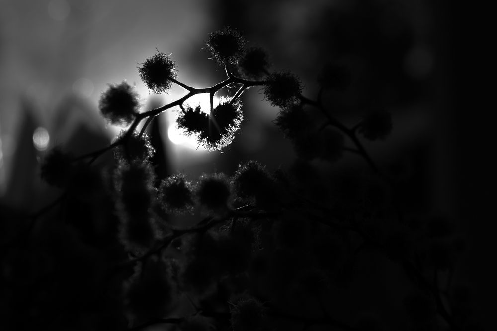 Фотография автора АНАСТАСИЯ ЛЕВИНА