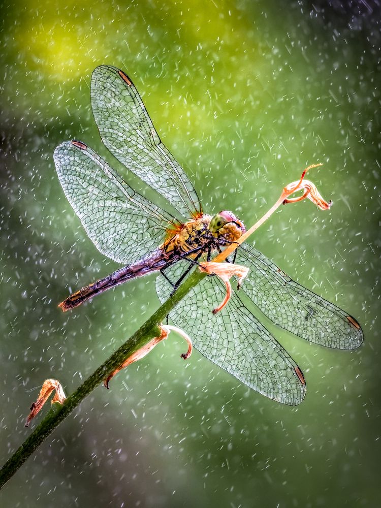 Летняя прохлада.