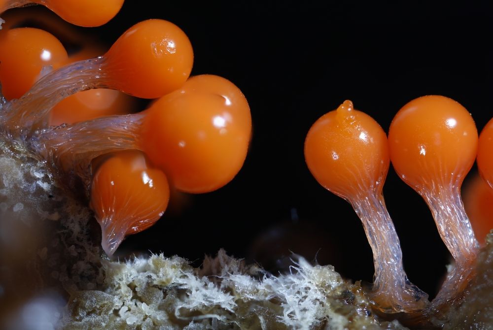 Photograph by Владимир Борозенец