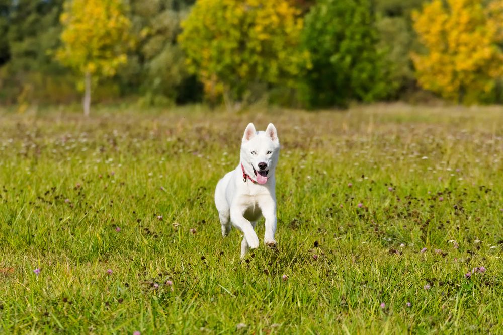 Фотография автора Владимир Коровяковский