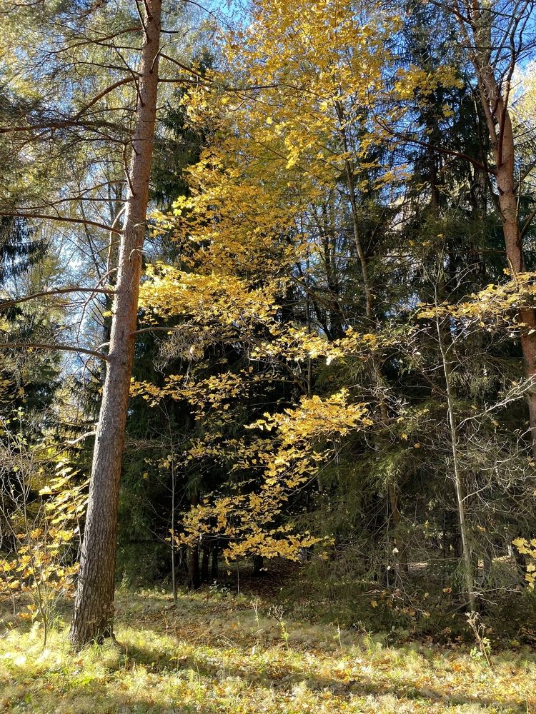 Photograph by Мария Фомина