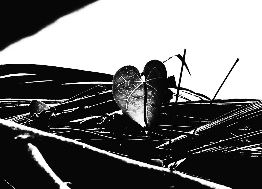 Photograph by Waleed Yousuf Alwahaibi