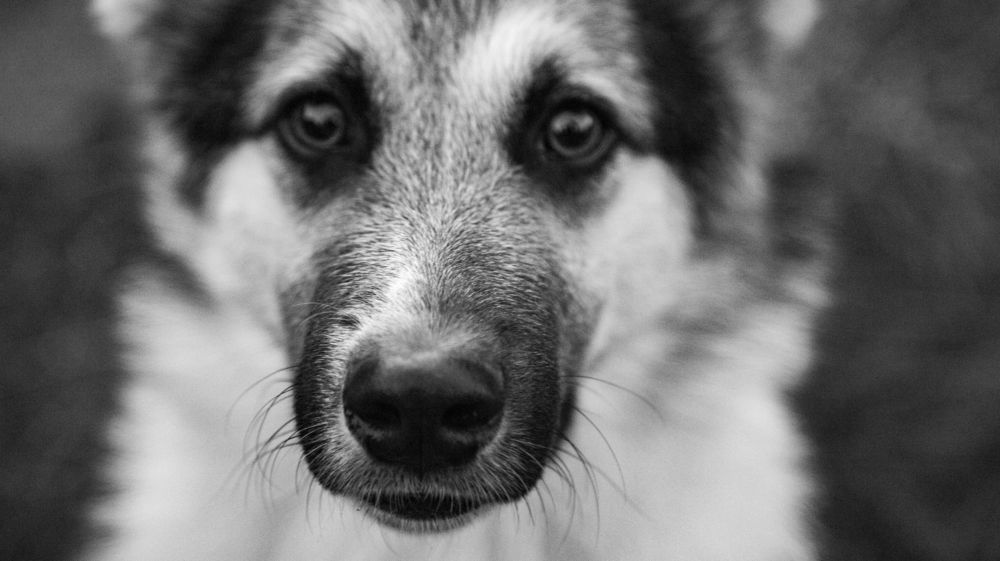 Photograph by Alena Poklonskaia