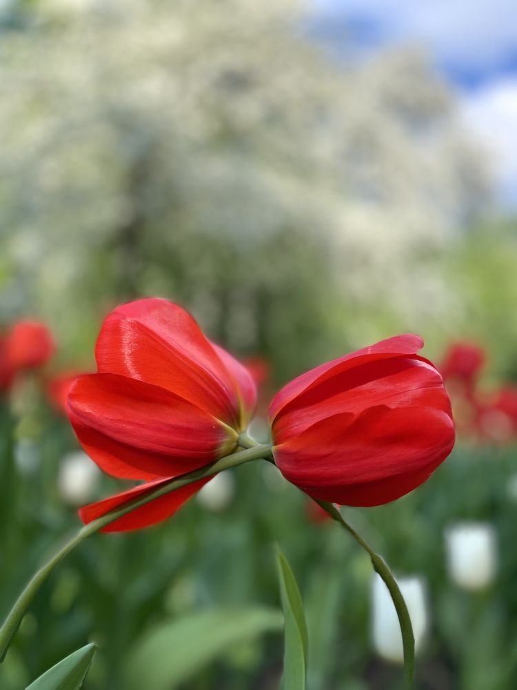 Притяжение больше есть