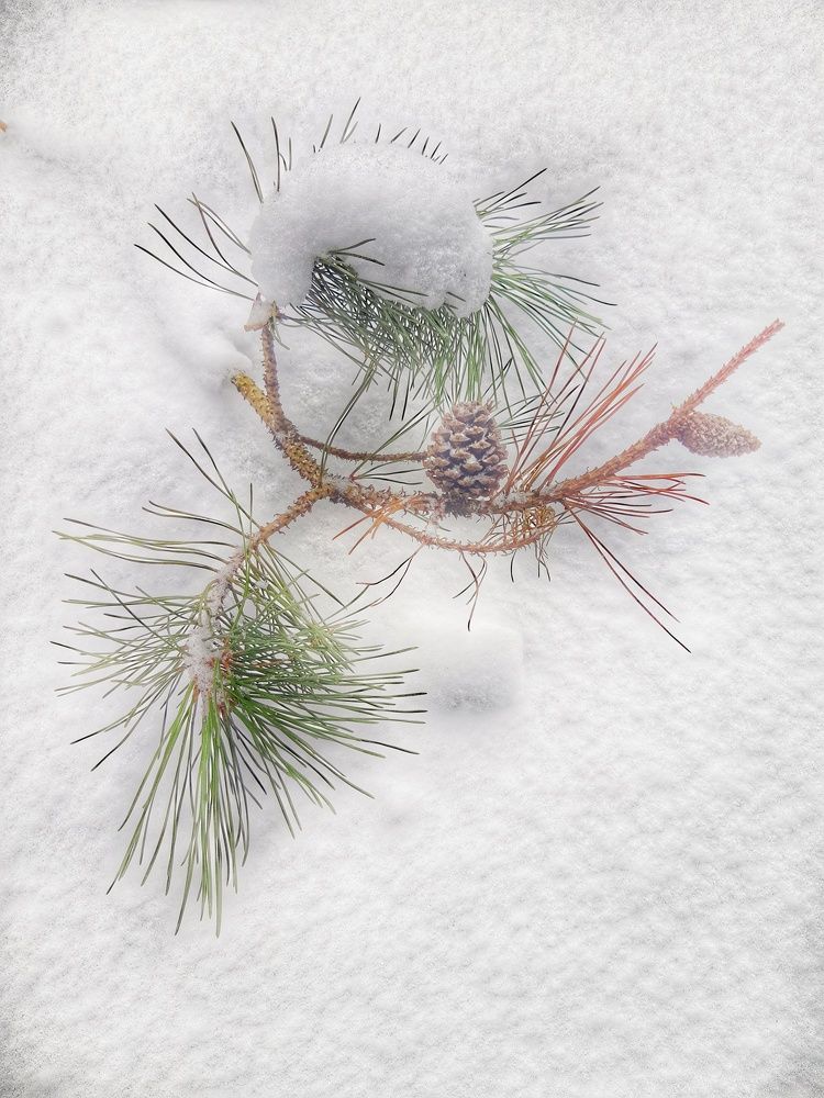 Photograph by Ольга Хромова