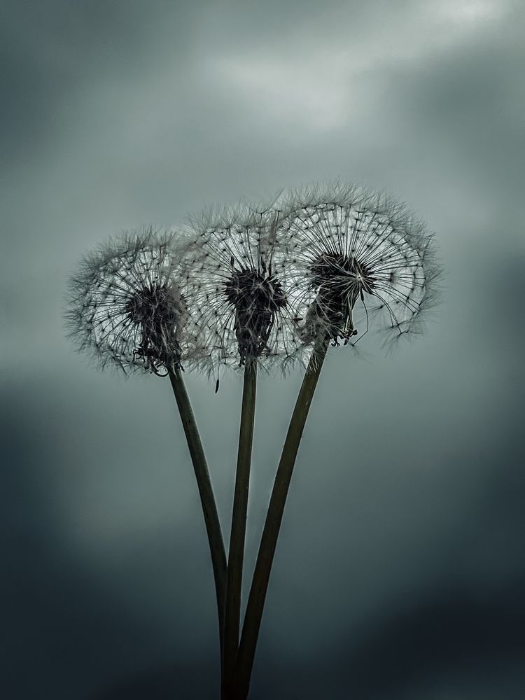 Photograph by Ganna Lobodenko