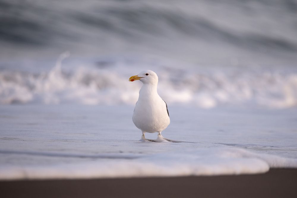 Tan Blanca como la Espuma