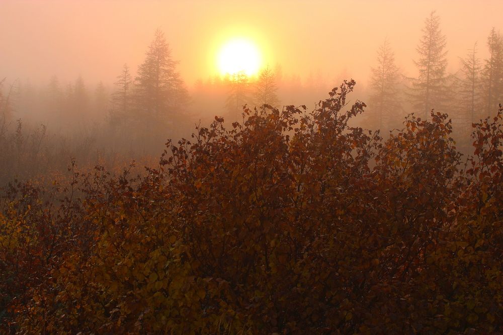 Photograph by Александр Велигура