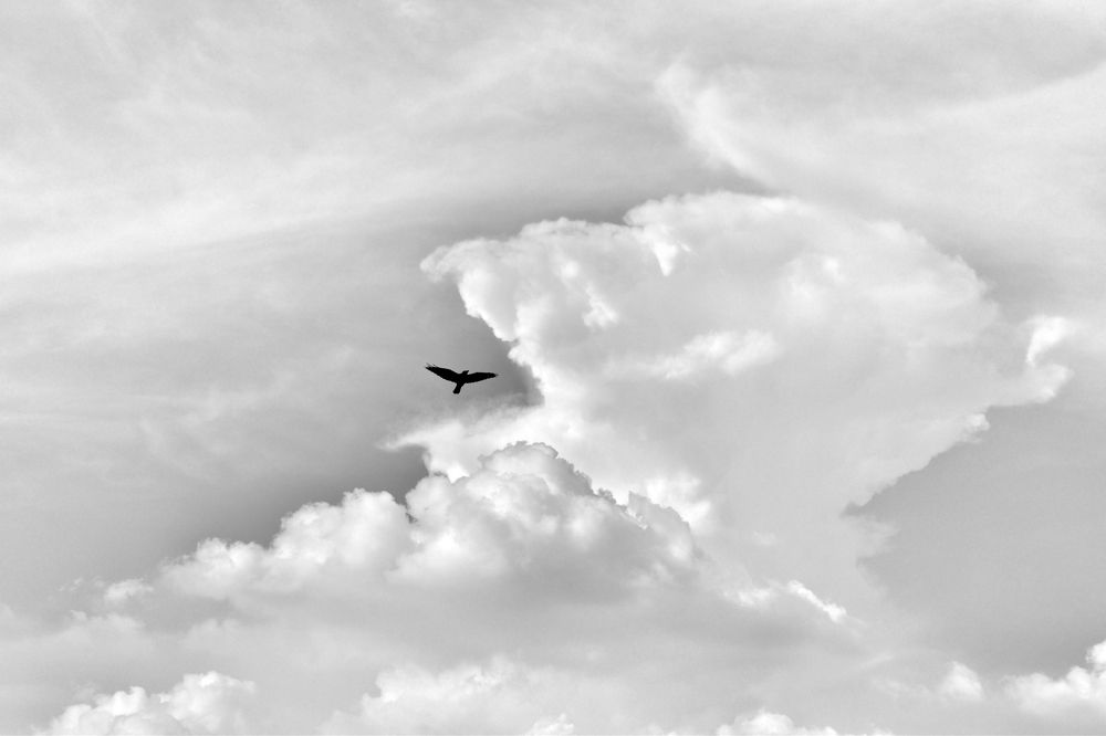 The bird in the cloud mouth