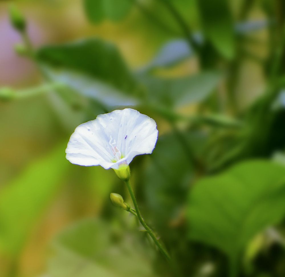 Вьюнок многоплодный